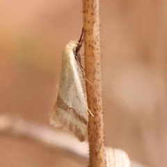 Coeranica isabella (A Concealer moth (Wingia group)) at O'Connor, ACT - 8 Oct 2023 by ConBoekel