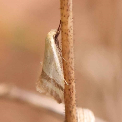 Coeranica isabella (A Concealer moth) at Dryandra St Woodland - 8 Oct 2023 by ConBoekel