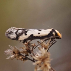 Philobota lysizona (A concealer moth) at Dryandra St Woodland - 8 Oct 2023 by ConBoekel