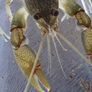 Cherax destructor at Yass River, NSW - 8 Oct 2023 05:17 PM