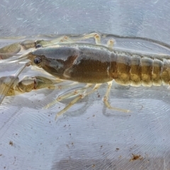 Cherax destructor at Yass River, NSW - 8 Oct 2023 05:17 PM