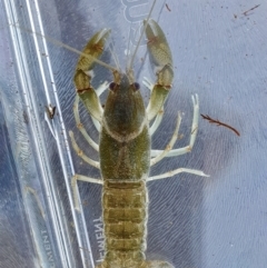 Cherax destructor at Yass River, NSW - 8 Oct 2023 05:17 PM