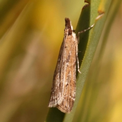 Eudonia cleodoralis (A Crambid moth) at Dryandra St Woodland - 8 Oct 2023 by ConBoekel