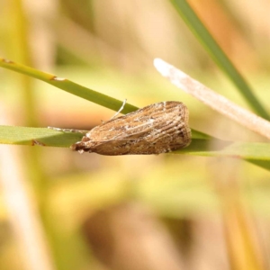 Eudonia cleodoralis at O'Connor, ACT - 8 Oct 2023