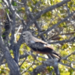 Milvus migrans at Branyan, QLD - 29 Sep 2023