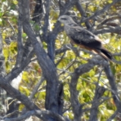 Milvus migrans at Branyan, QLD - 29 Sep 2023 01:13 PM