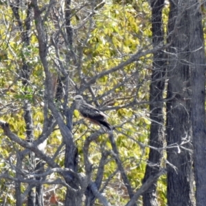 Milvus migrans at Branyan, QLD - 29 Sep 2023