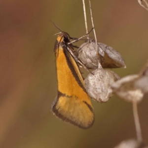 Philobota undescribed species near arabella at O'Connor, ACT - 8 Oct 2023 11:23 AM