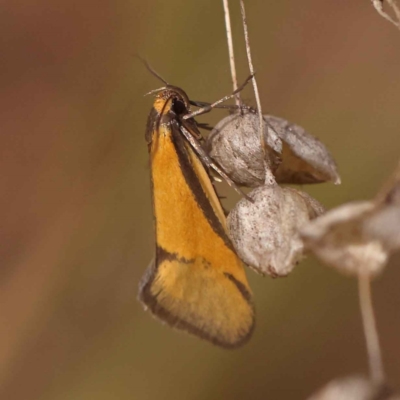 Philobota undescribed species near arabella (A concealer moth) at Dryandra St Woodland - 8 Oct 2023 by ConBoekel
