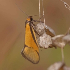 Philobota undescribed species near arabella at O'Connor, ACT - 8 Oct 2023