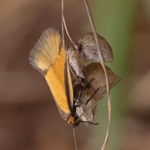 Philobota undescribed species near arabella at O'Connor, ACT - 8 Oct 2023