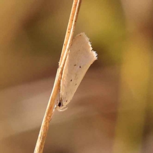 Oecophoridae provisional species 11 at O'Connor, ACT - 8 Oct 2023