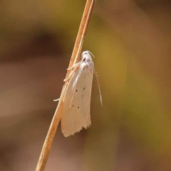 Oecophoridae provisional species 11 at O'Connor, ACT - 8 Oct 2023