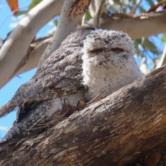 Podargus strigoides (Tawny Frogmouth) at Kambah, ACT - 8 Oct 2023 by RodDeb