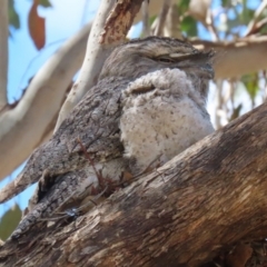 Podargus strigoides at Kambah, ACT - 8 Oct 2023