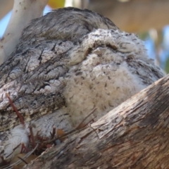 Podargus strigoides at Kambah, ACT - suppressed