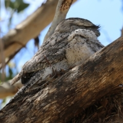 Podargus strigoides at Kambah, ACT - 8 Oct 2023