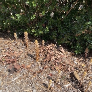 Orobanche minor at Coombs, ACT - 2 Oct 2023