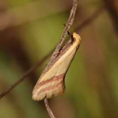 Coeranica isabella (A Concealer moth) at Dryandra St Woodland - 8 Oct 2023 by ConBoekel