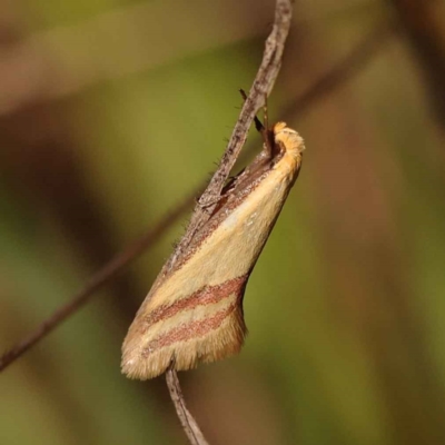 Coeranica isabella (A Concealer moth) at O'Connor, ACT - 8 Oct 2023 by ConBoekel