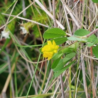 Trifolium dubium (Yellow Suckling Clover) at Yass River, NSW - 6 Oct 2023 by SenexRugosus