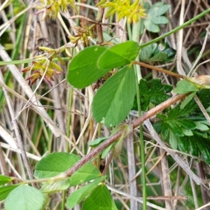 Trifolium dubium at Yass River, NSW - 6 Oct 2023