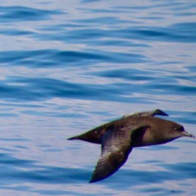 Ardenna tenuirostris (Short-tailed Shearwater, Muttonbird) at Narooma, NSW - 7 Oct 2023 by LisaH