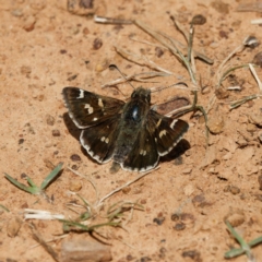 Pasma tasmanica (Two-spotted Grass-skipper) at Campbell Park Woodland - 8 Oct 2023 by DPRees125