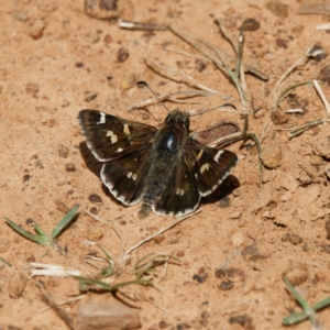 Pasma tasmanica at Majura, ACT - 8 Oct 2023