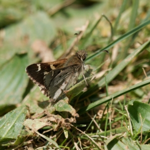 Pasma tasmanica at Majura, ACT - 8 Oct 2023