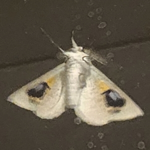 Gastrophora henricaria at Gundaroo, NSW - 7 Oct 2023 10:05 PM