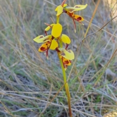 Diuris sulphurea (Tiger Orchid) at Rugosa - 8 Oct 2023 by SenexRugosus