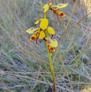 Diuris sulphurea at Yass River, NSW - 8 Oct 2023