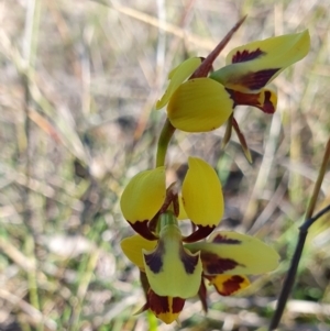 Diuris sulphurea at Yass River, NSW - 8 Oct 2023