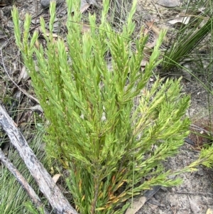 Leucopogon esquamatus at Tianjara, NSW - 3 Oct 2023
