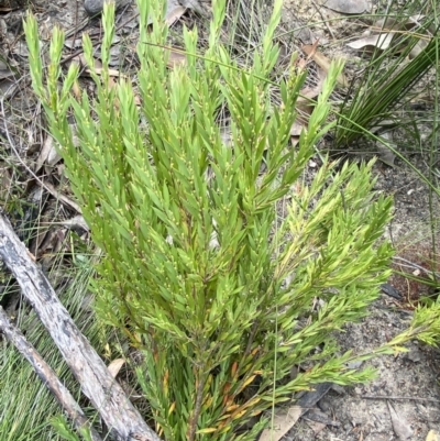 Leucopogon esquamatus (Swamp Beard-Heath) at Tianjara, NSW - 3 Oct 2023 by Tapirlord