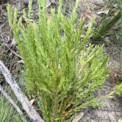 Leucopogon esquamatus (Swamp Beard-Heath) at Tianjara, NSW - 3 Oct 2023 by Tapirlord
