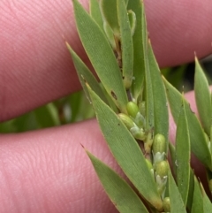 Leucopogon esquamatus at Tianjara, NSW - 3 Oct 2023