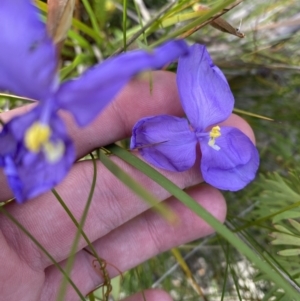 Patersonia sericea at Tianjara, NSW - 3 Oct 2023