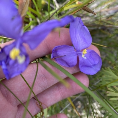 Patersonia sericea (silky purple-flag) at Tianjara, NSW - 3 Oct 2023 by Tapirlord