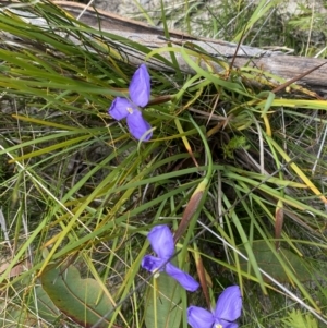 Patersonia sericea at Tianjara, NSW - 3 Oct 2023