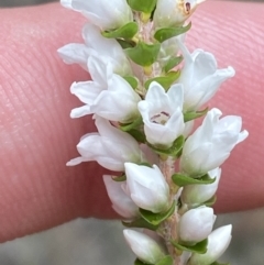 Epacris microphylla (Coral Heath) at Tianjara, NSW - 3 Oct 2023 by Tapirlord