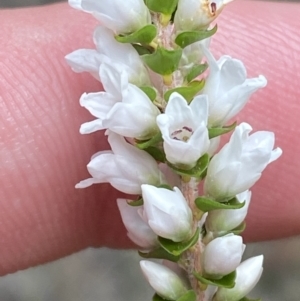 Epacris microphylla at Tianjara, NSW - 3 Oct 2023