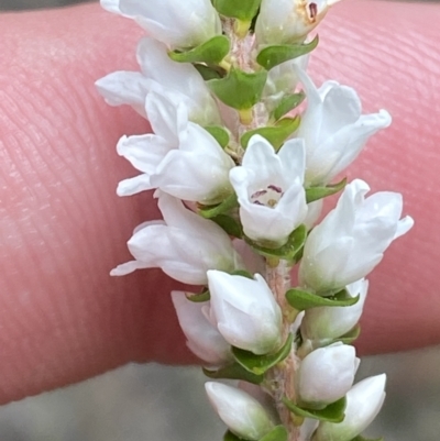 Epacris microphylla (Coral Heath) at Tianjara, NSW - 3 Oct 2023 by Tapirlord