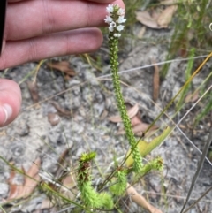 Epacris microphylla at Tianjara, NSW - 3 Oct 2023