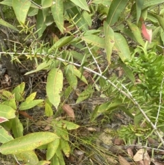 Acacia ulicifolia (Prickly Moses) at Wingello State Forest - 3 Oct 2023 by Tapirlord