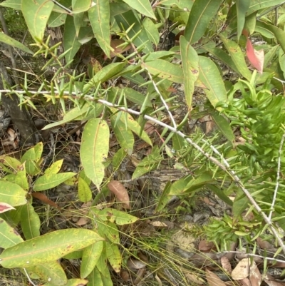 Acacia ulicifolia (Prickly Moses) at Wingello - 3 Oct 2023 by Tapirlord