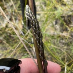 Prasophyllum elatum (Tall Leek Orchid) at Tianjara, NSW - 3 Oct 2023 by Tapirlord