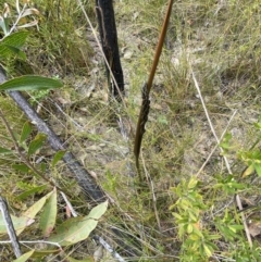 Prasophyllum elatum at Tianjara, NSW - 3 Oct 2023