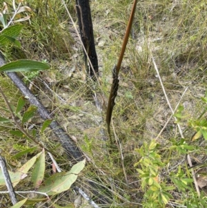Prasophyllum elatum at Tianjara, NSW - suppressed